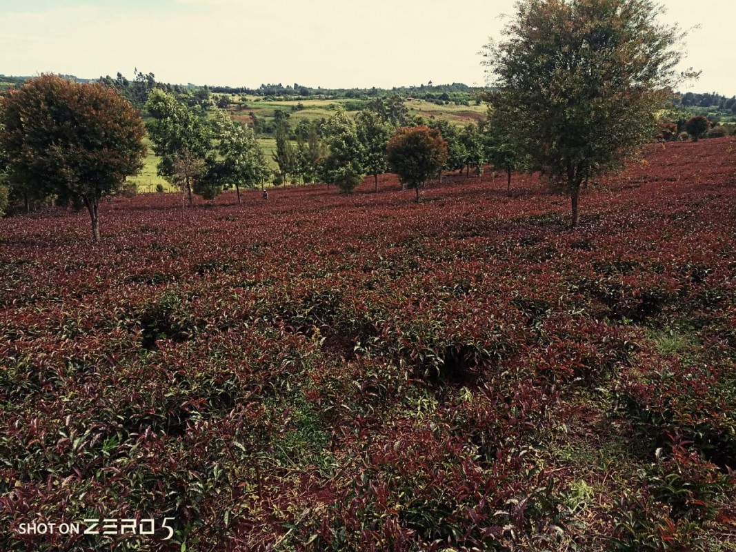 Highland Purple Tea from Kenya